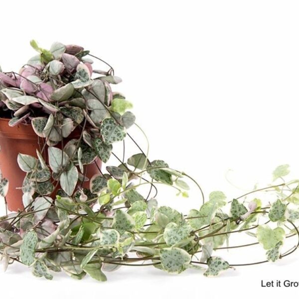 "Κηροπηγή" Ceropegia Woodii Variagata
