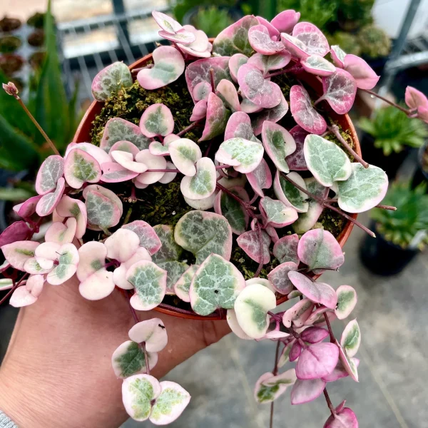 "Κηροπηγή" Ceropegia Woodii Variagata