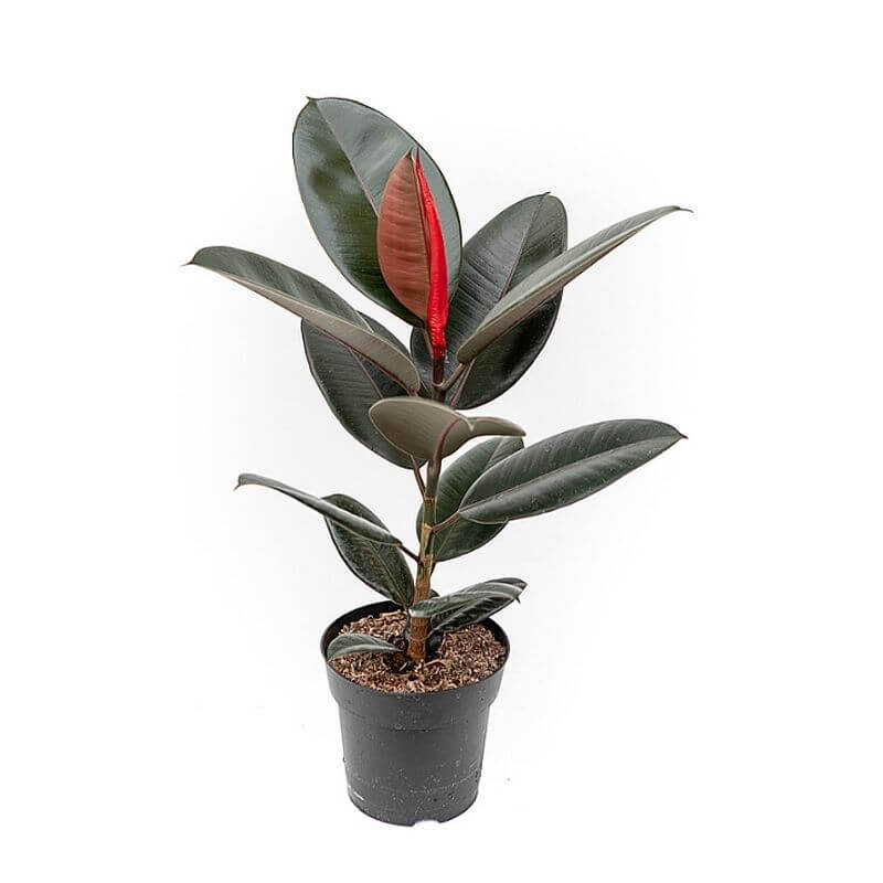 ficus-abijan-2