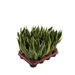 "Σανσεβιέρια" Sanseveria trifasciata Futura Superba
