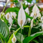 "Σπαθίφυλλο" Spathiphyllum Sweet Chico Peace Lily 5+