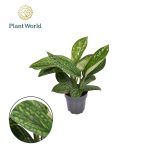 "Πόθος" Epipremnum pinnatum Marble Planet