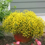 "Γενίστα ή Αφάνα" Genista Lydia