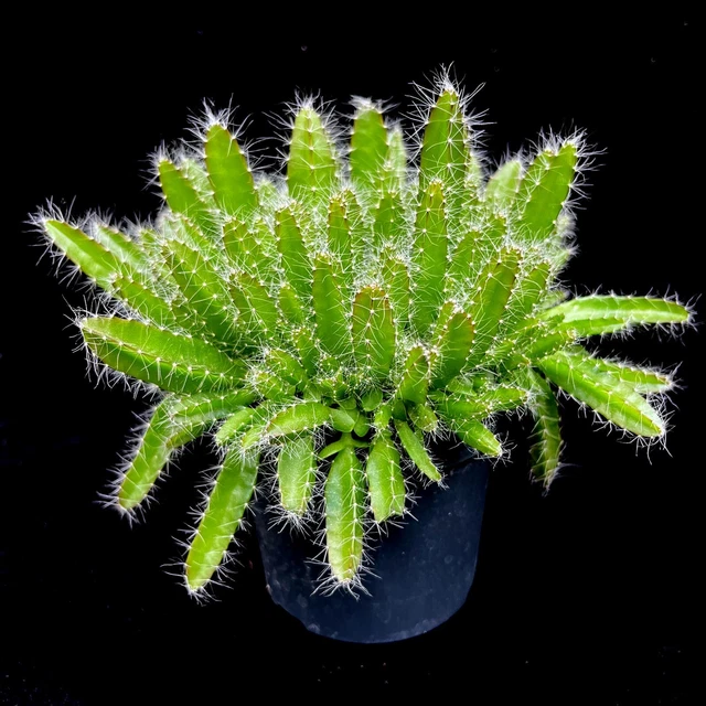 Hylocereus-Undatus-Dragon-fruit-established-plant-in-10 Image