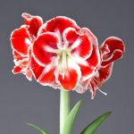 ΑΜΑΡΥΛΛΙΔΑ Samba ΦΑΚΕΛΟΣ 1 ΒΟΛΒΟΣ