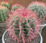 "Φερόκακτος" Ferocactus Stainesii
