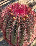 "Φερόκακτος" Ferocactus Stainesii