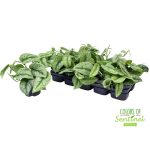 "Πόθος" Scindapsus pictus "Trebie"