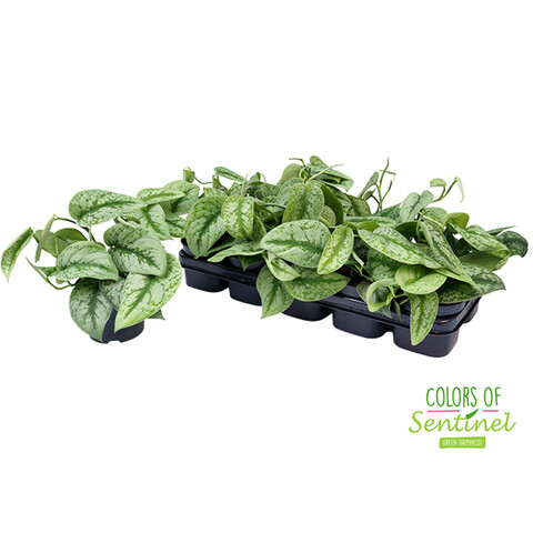 41652049-A8F50A29D4839DB0332A34352662FBDC-medium "Πόθος" Scindapsus pictus "Trebie"