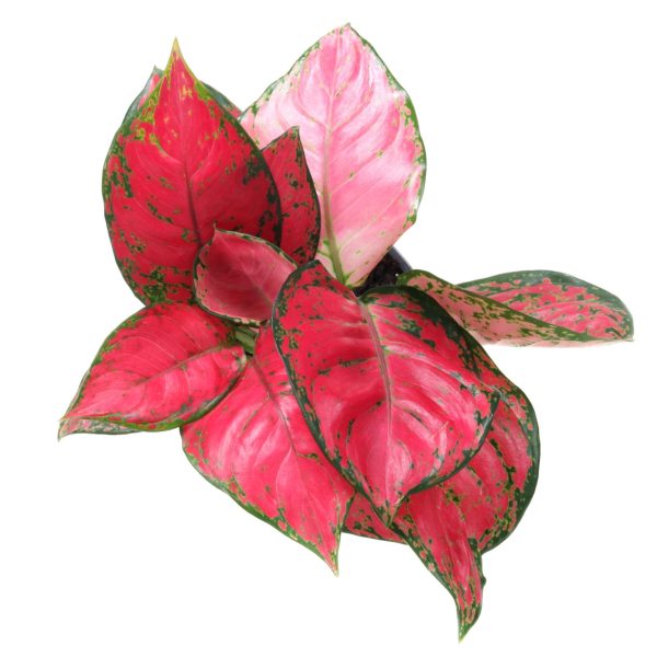 "Αγλαόνημα" Aglaonema Beauty Star