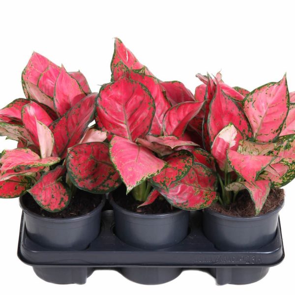 "Αγλαόνημα" Aglaonema Beauty Star