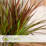 "Δράκαινα" Dracaena Marginata Magenta