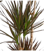 "Δράκαινα" Dracaena Marginata Magenta