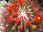 "Φερόκακτος" Ferocactus Stainesii