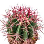 "Φερόκακτος" Ferocactus Stainesii