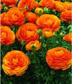 ΝΕΡΑΓΚΟΥΛΑ ΠΟΡΤΟΚΑΛΙ ΓΙΓΑΣ ΦΑΚΕΛΟΣ 10 ΒΟΛΒΩΝ