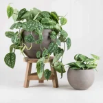 Scindapsus-Pictus-Trebie-Ladne-Pstrokate-Liscie