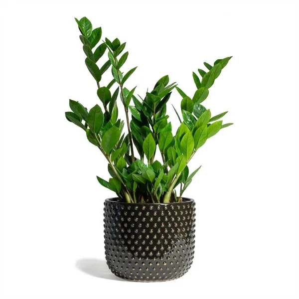 "Ζάμια" Zamioculcas Ζamiifolia 6+