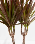"Δράκαινα" Dracaena Marginata Magenta