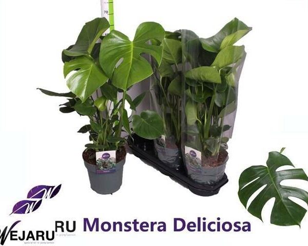 "Μονστέρα" Monstera Deliciosa