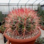 "Φερόκακτος" Ferocactus Stainesii