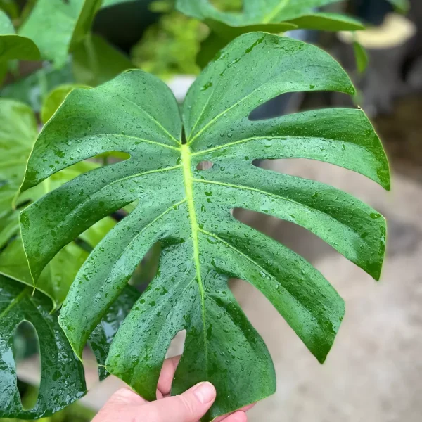 "Μονστέρα" Monstera Deliciosa