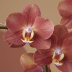 Phalaenopsis multilora Exclusivo Horizion Gold 2-3 STEMS Opti-flor ΧΩΡΙΣ ΑΝΘΗ