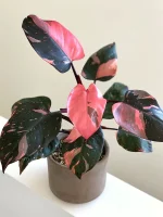 "Φιλόδεντρο" Philodendron Pink Princess