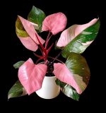 "Φιλόδεντρο" Philodendron Pink Princess