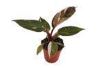 "Φιλόδεντρο" Philodendron Pink Princess