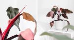 "Φιλόδεντρο" Philodendron Pink Princess