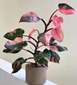 Tissue-Culture-Philodendron-Pink-Princess