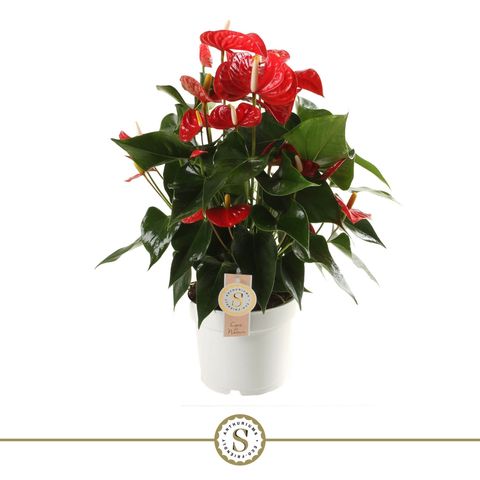 "Ανθούριο" Anthurium andr. Red Royal Champion 6+