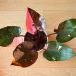 pink-princess-philodendron-care-guide-5204202-hero-27ce77aead32426bbbd6be9bce896b8b