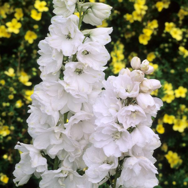 Delphinium Galahad