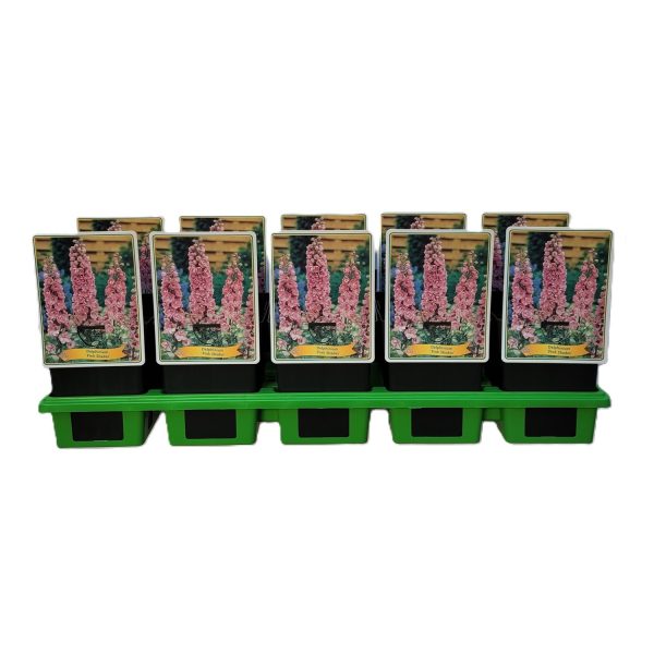 "&Delta;&epsilon;&lambda;&phi;ί&nu;&iota;&omicron;" Delphinium Pink Shades