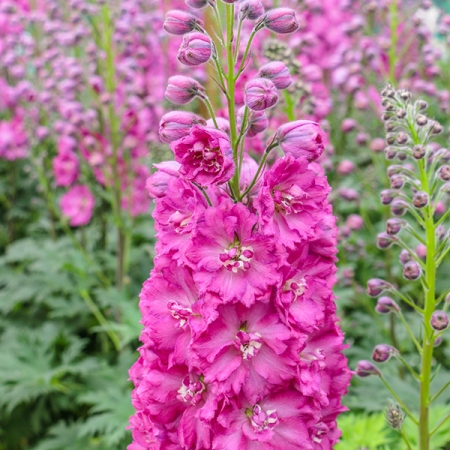 "&Delta;&epsilon;&lambda;&phi;ί&nu;&iota;&omicron;" Delphinium Pink Shades