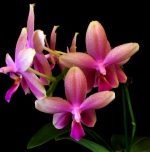 Phalaenopsis Liodoro scented Premium ΑΡΩΜΑΤΙΚΗ ΑΠΑΝΘΙΣΜΕΝΗ