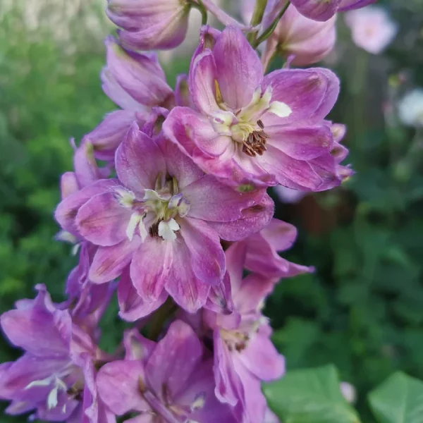 "&Delta;&epsilon;&lambda;&phi;ί&nu;&iota;&omicron;" Delphinium el. Astolat
