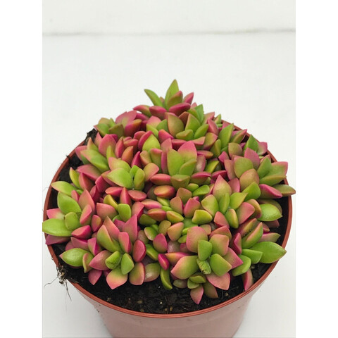 23108696-4825B0ECFC6023950B042EFE05D623F9-medium 23108696-4825B0ECFC6023950B042EFE05D623F9-medium