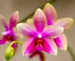 Phalaenopsis Liodoro scented Premium ΑΡΩΜΑΤΙΚΗ ΑΠΑΝΘΙΣΜΕΝΗ