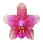 Phalaenopsis Liodoro scented Premium ΑΡΩΜΑΤΙΚΗ ΑΠΑΝΘΙΣΜΕΝΗ