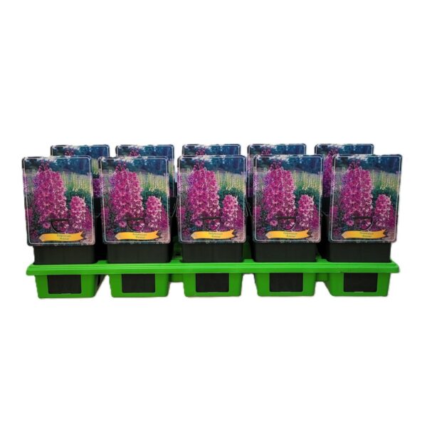 "&Delta;&epsilon;&lambda;&phi;ί&nu;&iota;&omicron;" Delphinium el. Astolat