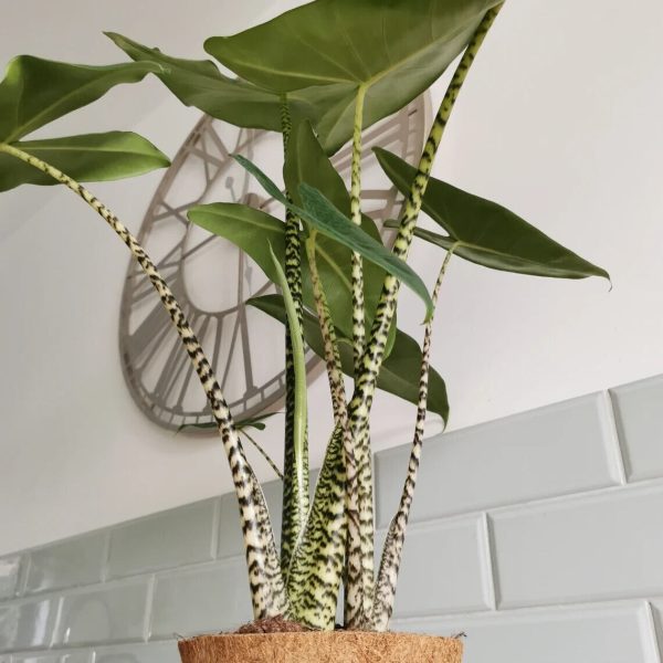 "Αλοκάσια" Alocasia Zebrina XL