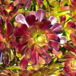 "Αιώνιο" Aeonium Arboreum Velours