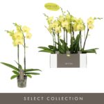 Phalaenopsis Anth. Ferrara Optistar Opti-flor 2 stems ΧΩΡΙΣ ΑΝΘΗ