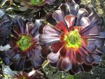 Aeonium-arboreum-Zwartkop-Black-Rose1