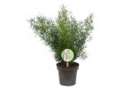 Asparagus Densiflorus Sprengeri