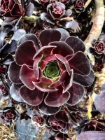 "Αιώνιο" Aeonium Arboreum Velours