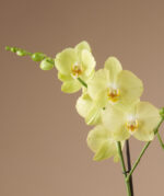 Phalaenopsis Anth. Ferrara Optistar Opti-flor 2 stems ΧΩΡΙΣ ΑΝΘΗ